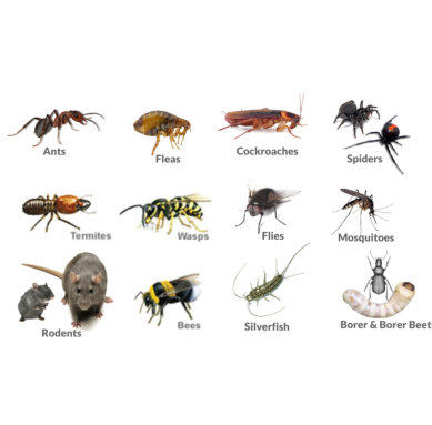 We offer a complete pest control service 