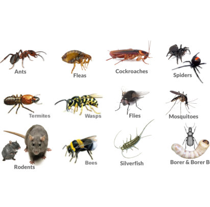 Pests we treat at Bligh Park Pest Control
